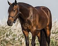 husband-safe-friesian-horse