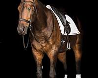 performance-friesian-horse