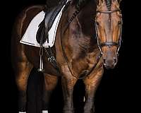 ranch-friesian-horse