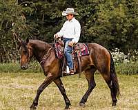 athletic-friesian-horse