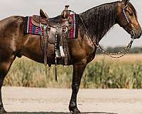 ranch-versatility-friesian-horse