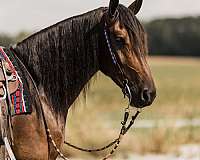 ranch-work-friesian-horse
