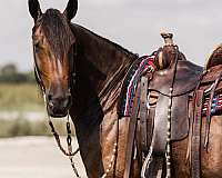 ridden-english-friesian-horse