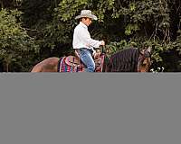 show-friesian-horse