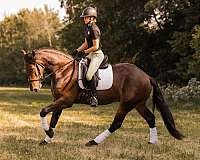 ridden-western-friesian-horse
