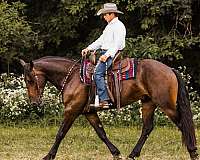 trail-friesian-horse