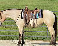 all-around-percheron-horse