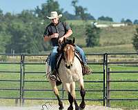 athletic-percheron-horse