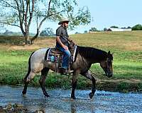 bay-roan-percheron