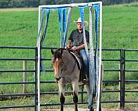 beginner-percheron-horse