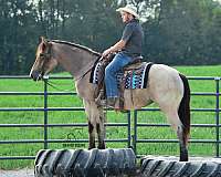 draft-percheron-horse