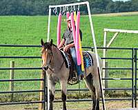 cross-percheron-horse