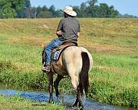 flashy-percheron-horse