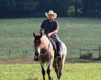jumping-percheron-horse