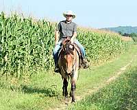 kid-safe-percheron-horse