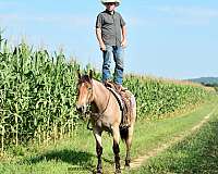 parade-percheron-horse