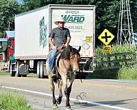 performance-percheron-horse