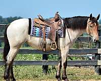 ranch-percheron-horse