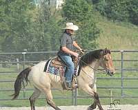 ranch-work-percheron-horse