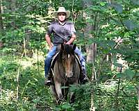 ridden-english-percheron-horse
