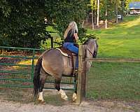 athletic-draft-horse