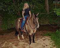 draft-horse