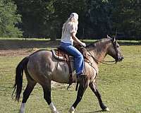 flashy-draft-horse