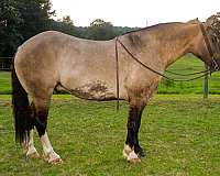 husband-safe-draft-horse
