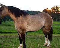 ranch-draft-horse