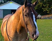 ranch-work-draft-horse
