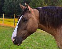 show-draft-horse
