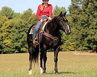 flashy-quarter-horse