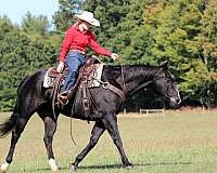 athletic-quarter-horse