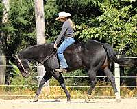 husband-safe-quarter-horse