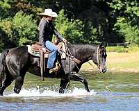 performance-quarter-horse