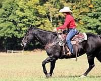 ranch-versatility-quarter-horse