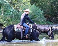ranch-work-quarter-horse