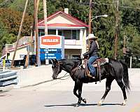 reined-cow-quarter-horse