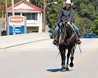 ridden-english-quarter-horse
