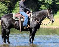ridden-western-quarter-horse