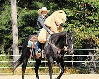 show-quarter-horse