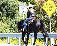 working-cattle-quarter-horse