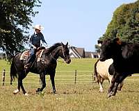 black-quarter-horse-gelding