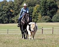 black-all-around-horse