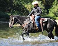 black-athletic-horse