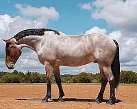 all-around-percheron-horse