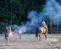 athletic-percheron-horse