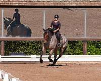 beginner-percheron-horse