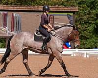cross-percheron-horse