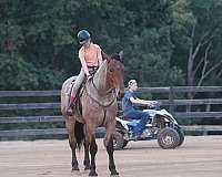 draft-percheron-horse